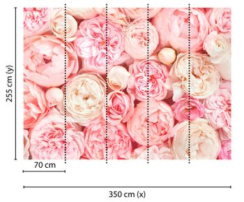 Fototapete Pfingstrosen Rosa | 3,50 x 2,55 m