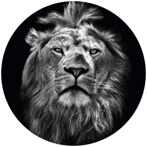 Fototapete Lion DD119196 A.S. Création Designwalls